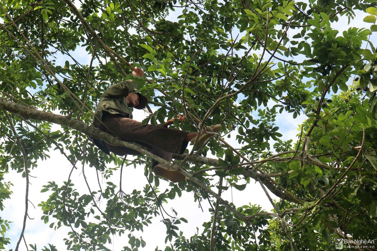 Chênh vênh nghề trèo trám