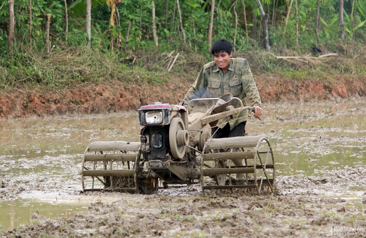 Chạy đua với vụ mùa trên cung ruộng bậc thang xứ Nghệ