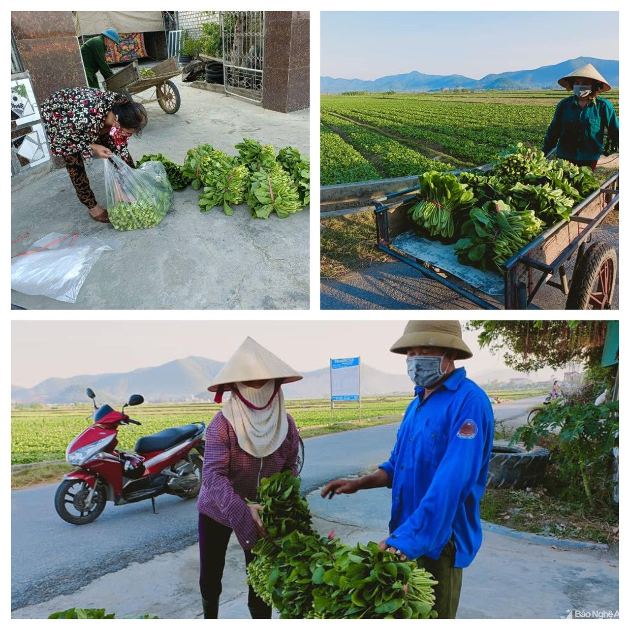 Người dân Nghệ An góp ngày công, giúp gia đình cách ly thu hoạch nông sản