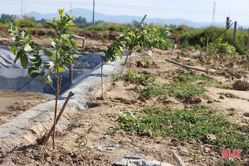 Nông dân xứ Cẩm “biến” ruộng xấu thành mô hình 4 tầng nấc, hứa hẹn hiệu quả cao