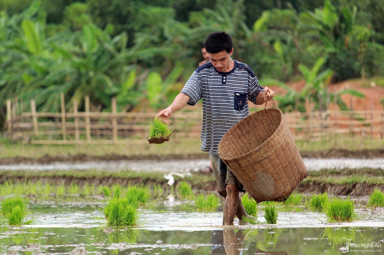 Chạy đua với vụ mùa trên cung ruộng bậc thang xứ Nghệ