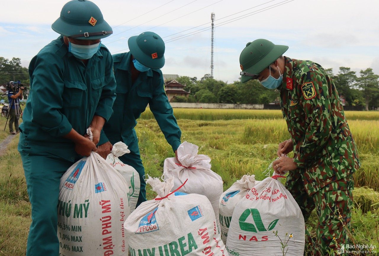 Bộ đội giúp dân trong vùng dịch ở Nghệ An thu hoạch lúa