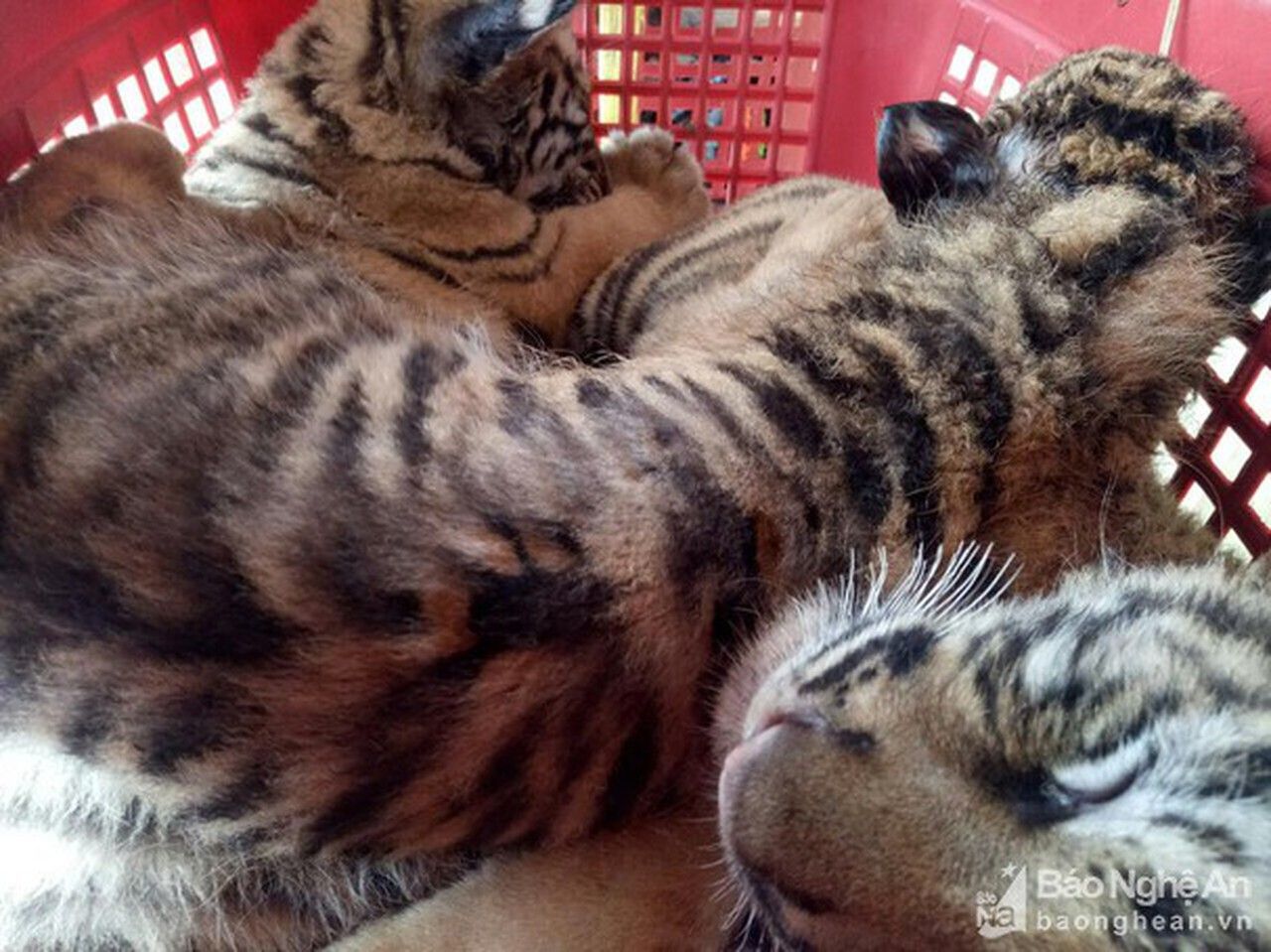 Nghệ An: Siết chặt hoạt động mua bán, nuôi nhốt động vật hoang dã trái phép