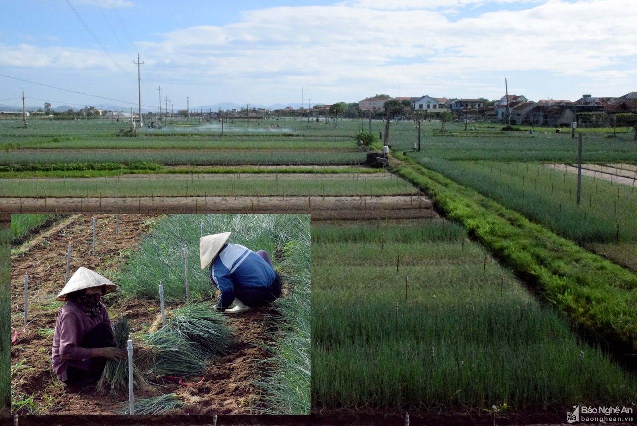 Nông dân ở vựa hành lớn nhất Nghệ An gặp khó vì Covid-19