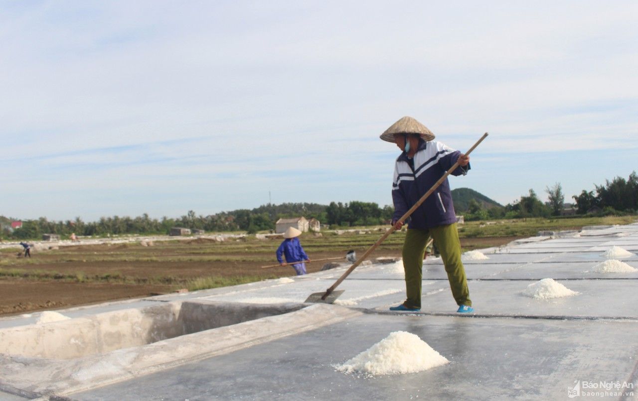 Giá muối thu mua tăng, diêm dân Nghệ An bám nắng sản xuất