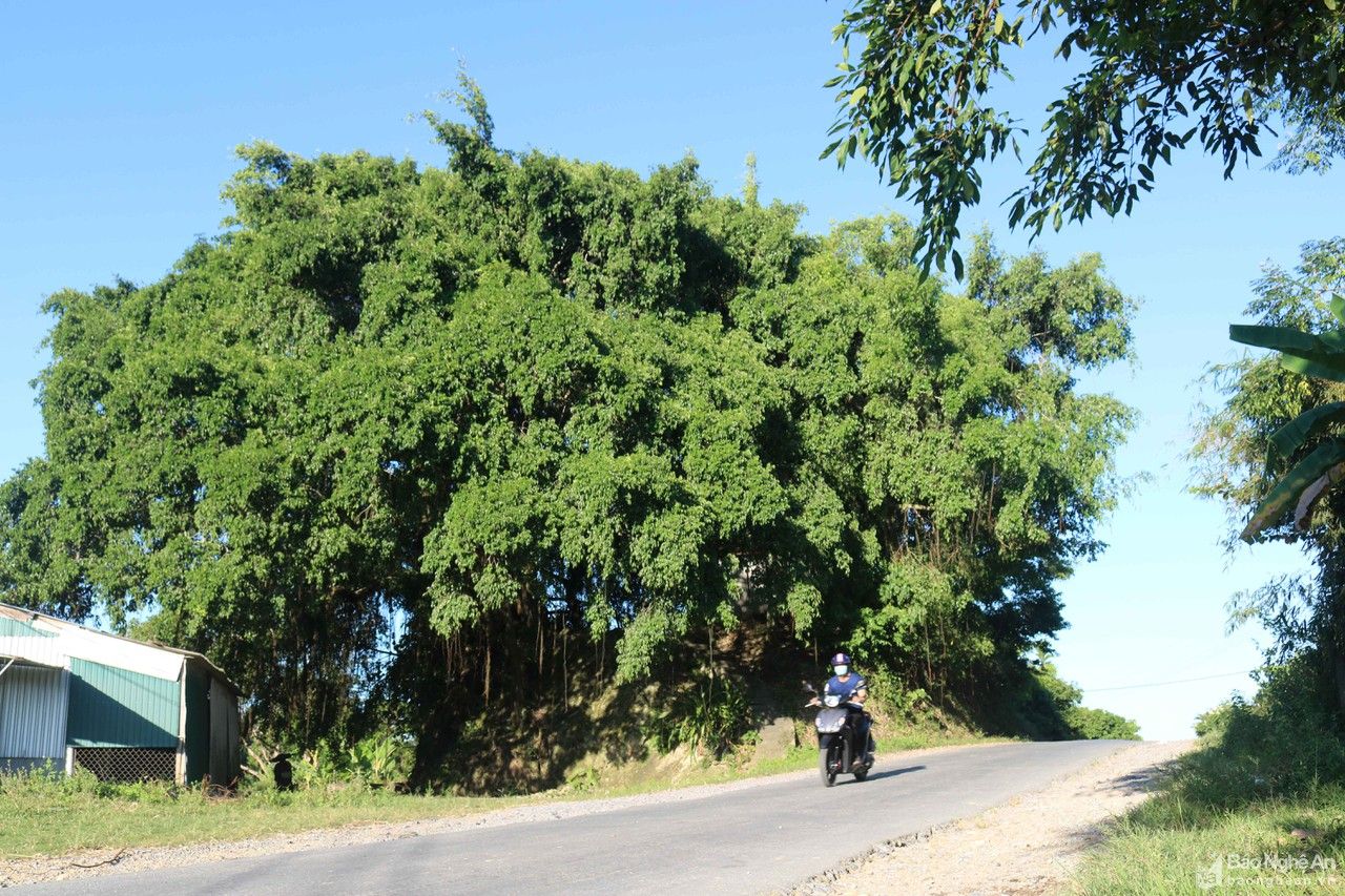 Cây sanh hàng trăm năm tuổi ở Thanh Chương