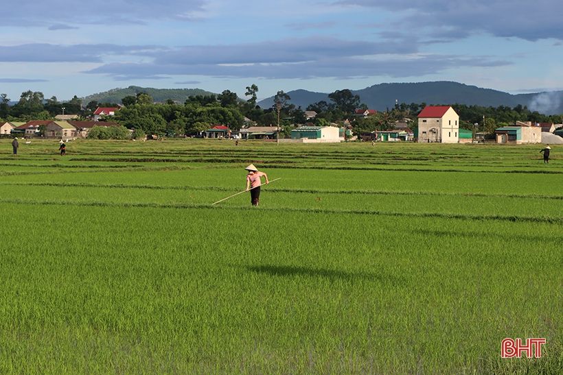 Nông dân xứ Cẩm hối hả tỉa dặm, chăm sóc lúa hè thu