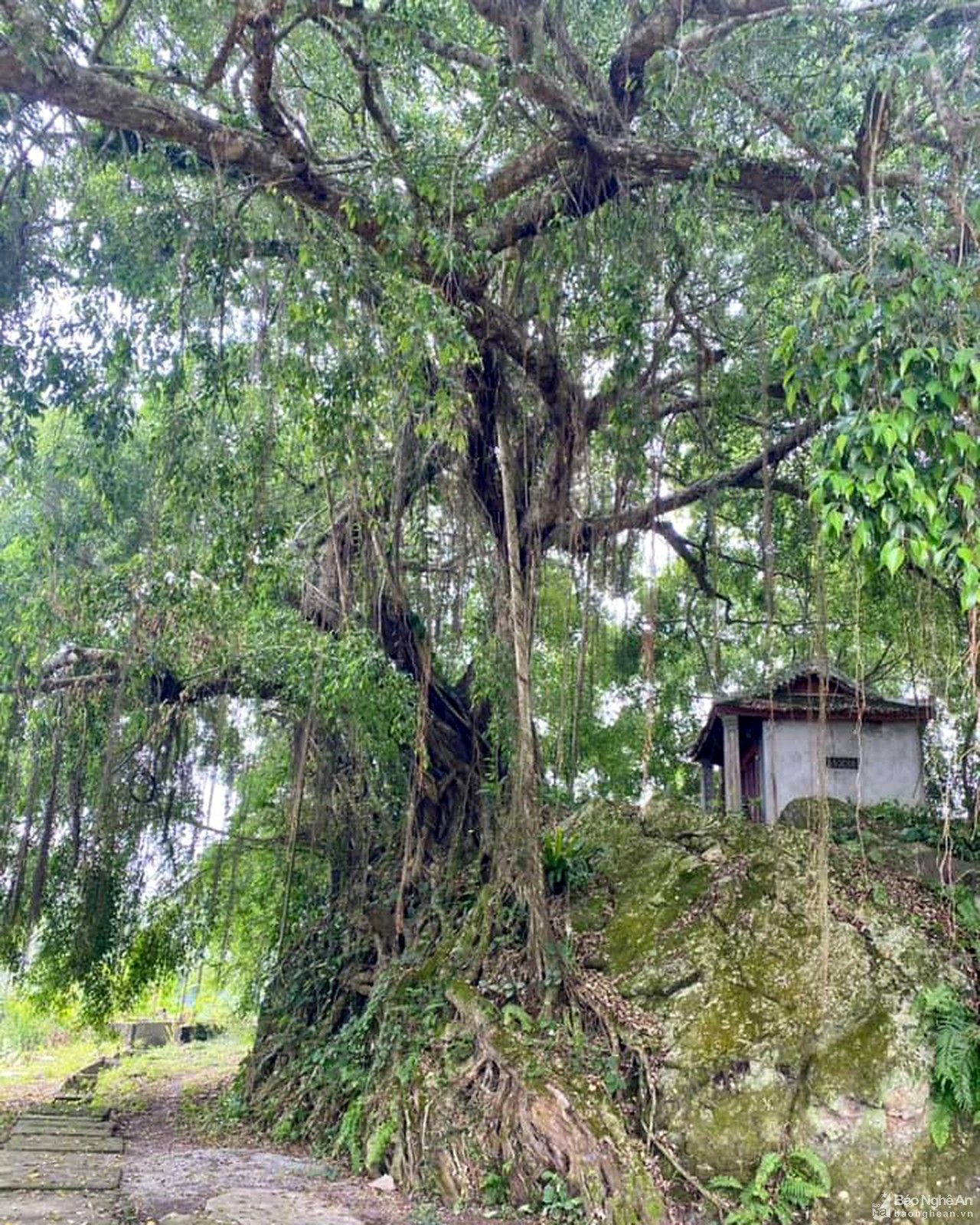 Cây sanh hàng trăm năm tuổi ở Thanh Chương