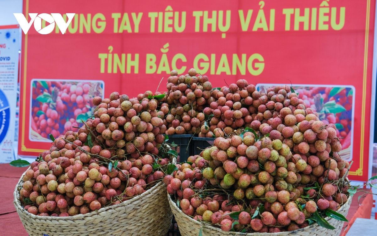 Cần Thơ phát động “Chung tay tiêu thụ vải thiều Bắc Giang”