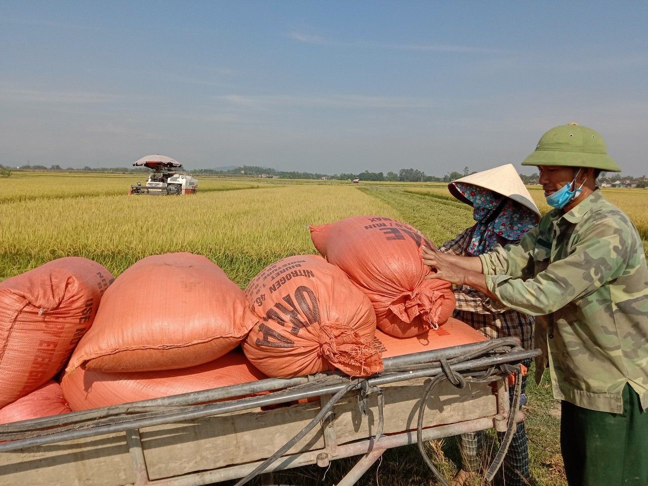 Nghệ An tăng cường máy móc thu hoạch lúa, mỗi hộ chỉ 1 người ra đồng