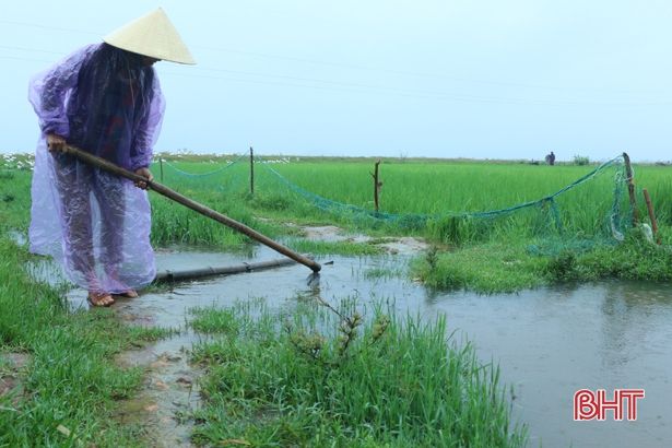 “Mưa vàng” giải hạn nhiều diện tích cây trồng ở huyện miền núi Hà Tĩnh