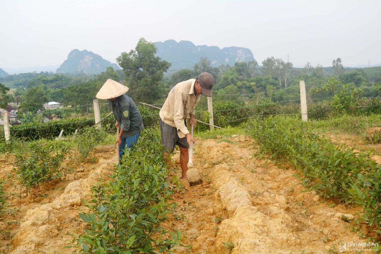 Nông dân và doanh nghiệp Nghệ An 