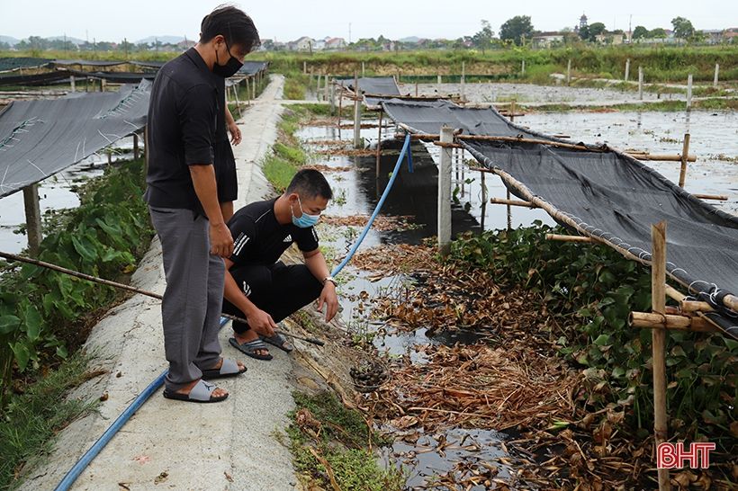 “Triệu phú” ốc bươu ở xã ngoài đê La Giang