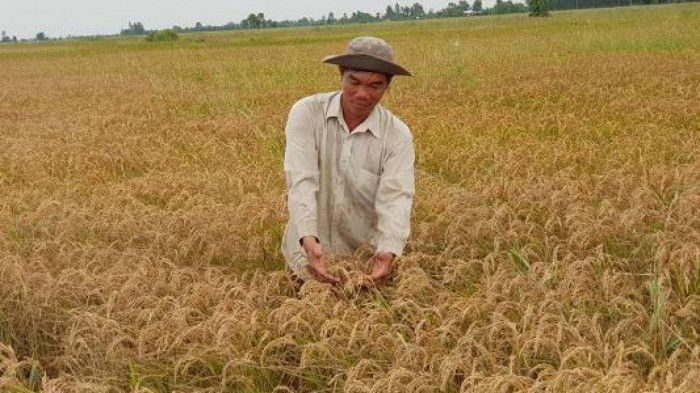 Nông dân An Giang chất lúa đầy đồng vì... thương lái bỏ cọc, "mất tích"