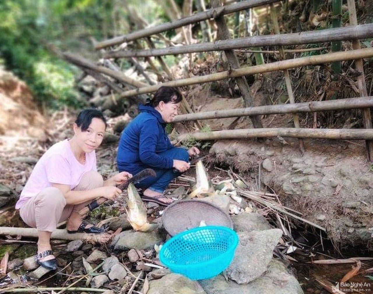 Giáo viên vùng cao Nghệ An lên rừng lấy măng ủng hộ người dân thành Vinh phòng, chống dịch