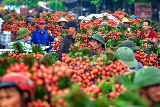 Chính phủ yêu cầu không "ngăn sông, cấm chợ" xe chở vải thiều từ Bắc Giang