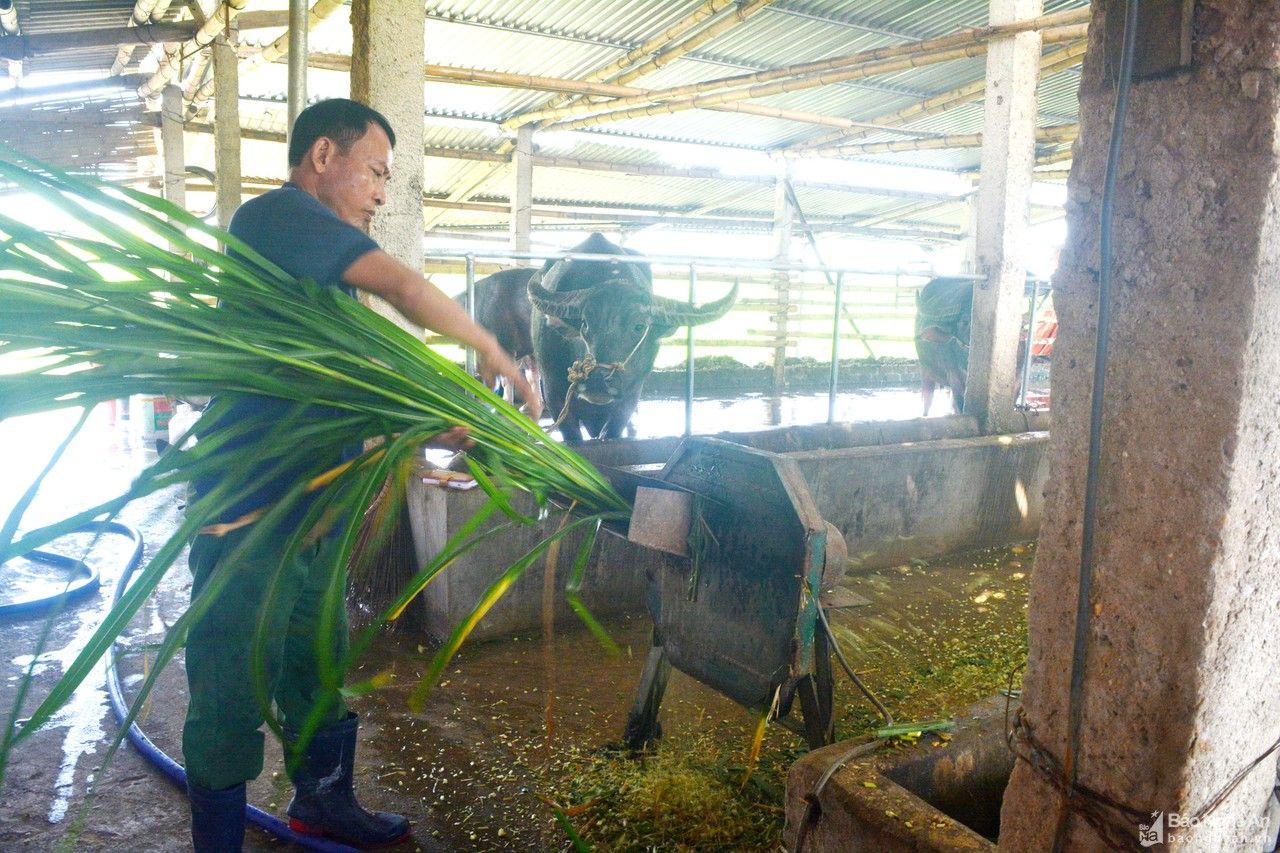 Nông dân Nghệ An thầu ruộng xấu, chăm cỏ dại nuôi bò 