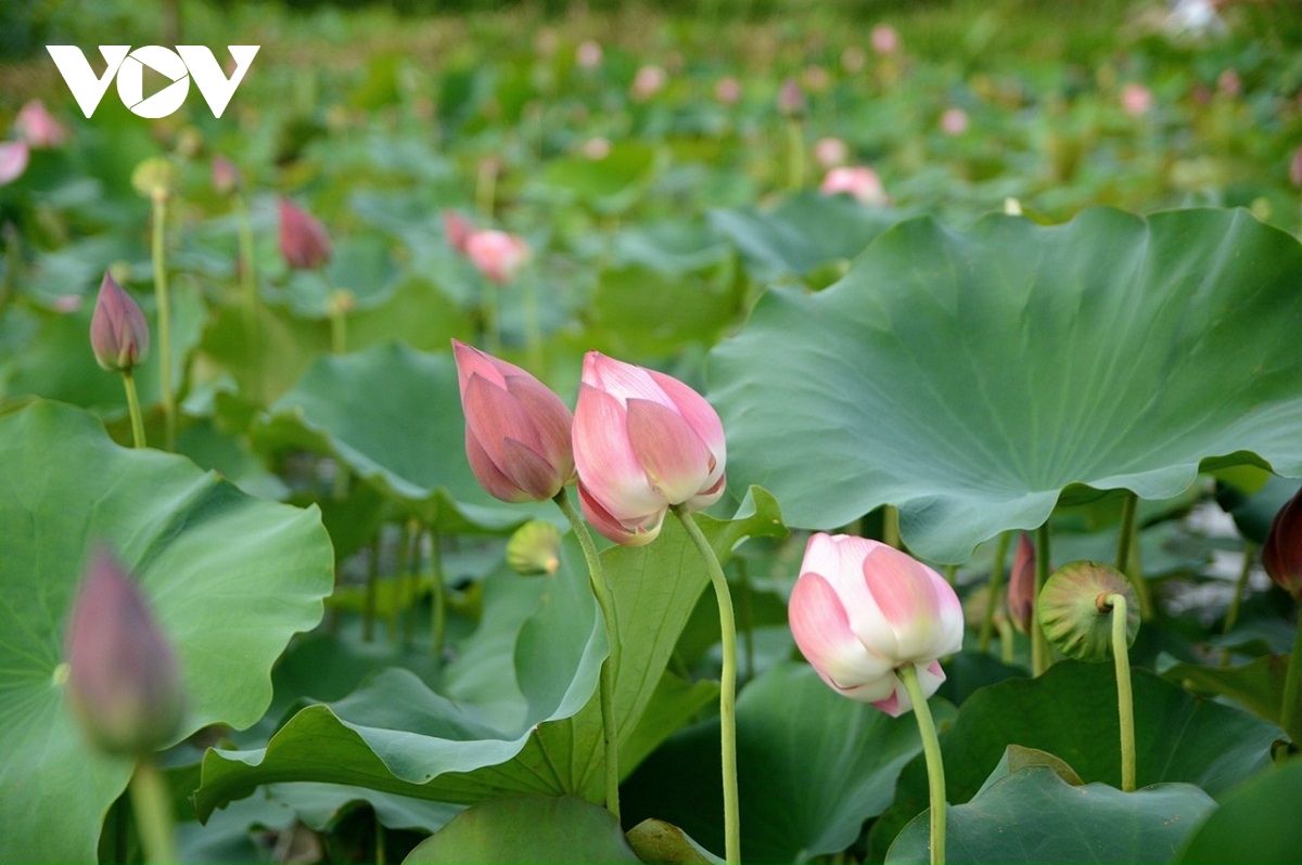 Trồng sen trên đất lúa, nông dân hái ra tiền