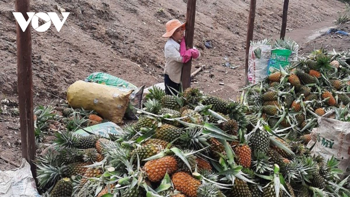 Tiền Giang: Không có giấy "thông hành", hàng nghìn ha dứa có nguy cơ bị thối