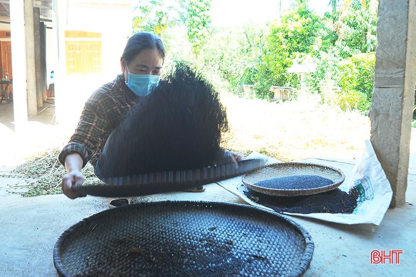 Nông dân Hương Khê phấn khởi thu hoạch sớm vừng hè thu