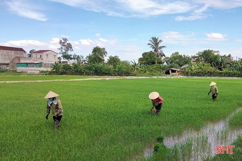 Nông dân Hà Tĩnh “đội nắng” khôi phục lúa hè thu hư hỏng sau mưa lớn