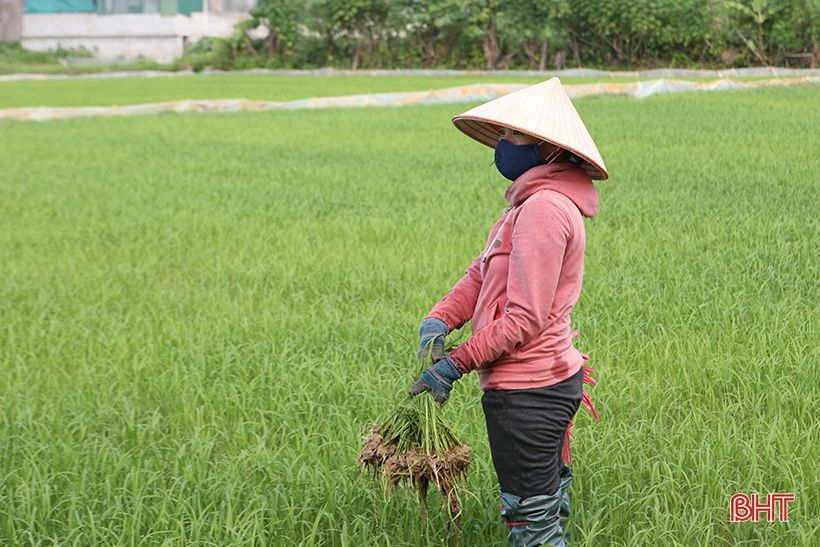 Nông dân Hà Tĩnh “đội nắng” khôi phục lúa hè thu hư hỏng sau mưa lớn