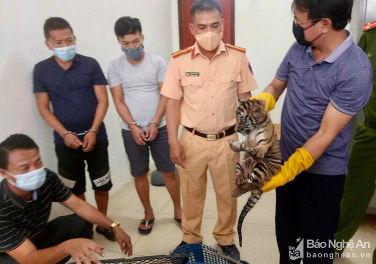 Nghệ An: Siết chặt hoạt động mua bán, nuôi nhốt động vật hoang dã trái phép