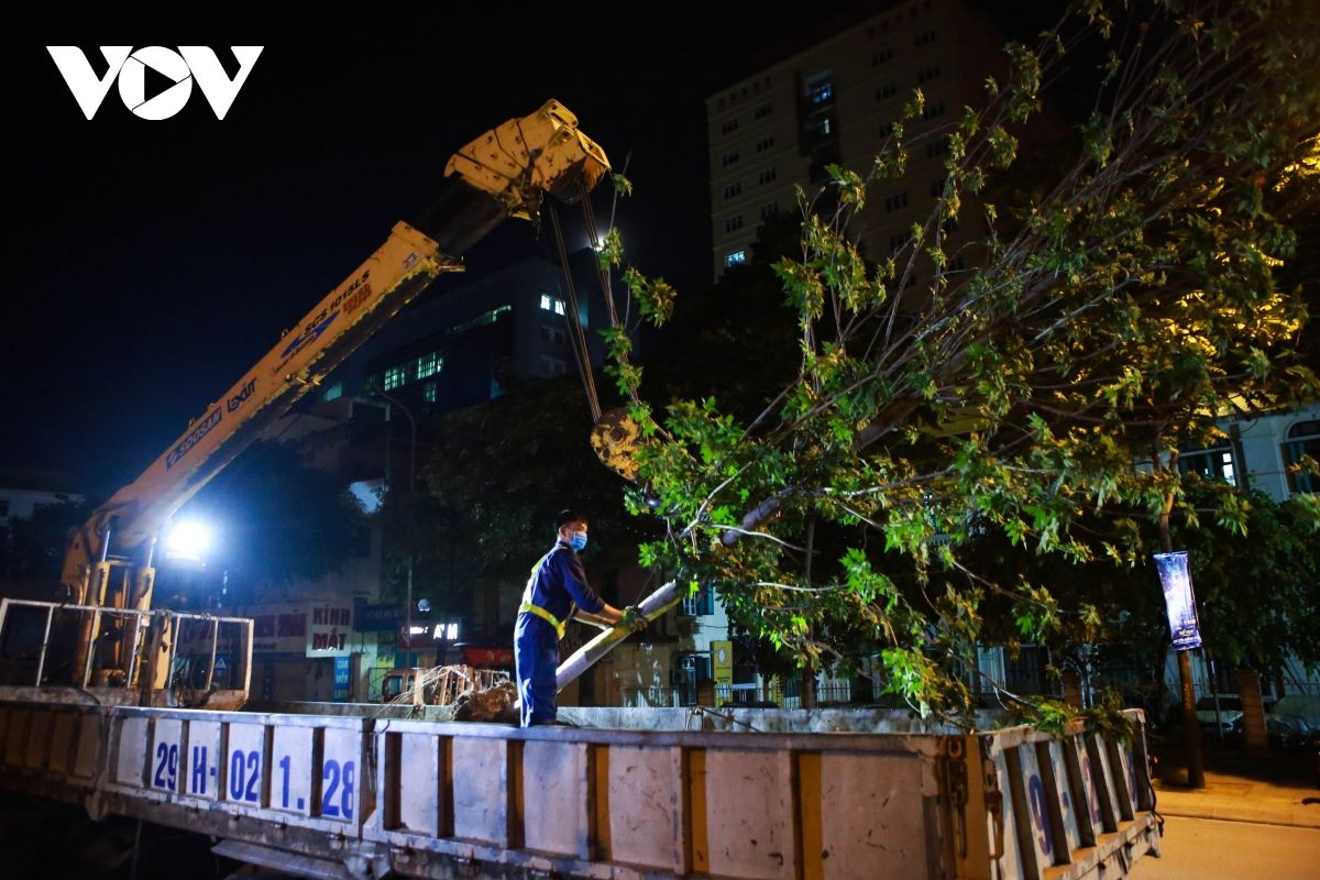 Hà Nội thay thế toàn bộ hàng phong lá đỏ trên phố Nguyễn Chí Thanh - Trần Duy Hưng