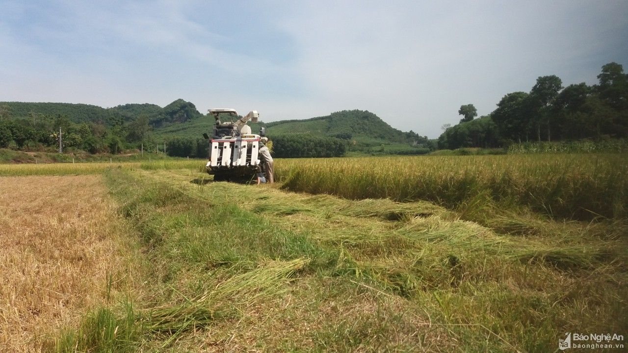 Người dân Nghệ An góp ngày công, giúp gia đình cách ly thu hoạch nông sản