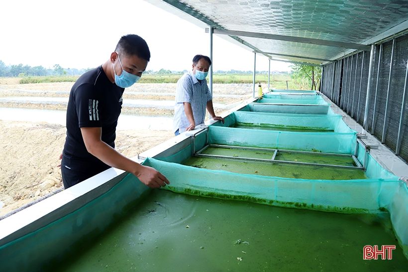 “Triệu phú” ốc bươu ở xã ngoài đê La Giang