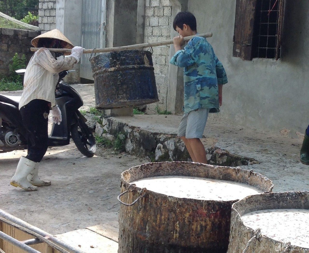 Nông dân Nghệ An lao đao vì nhựa thông rớt giá