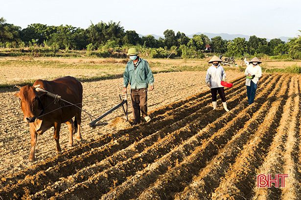 Hà Tĩnh: Người dân Đức Thọ “bám đồng” trỉa đậu, chăm lạc