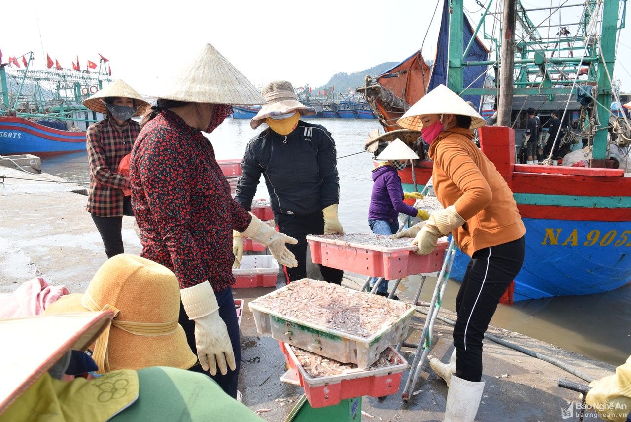 Ngư dân Nghệ An bám biển trong điều kiện phòng dịch theo quy định