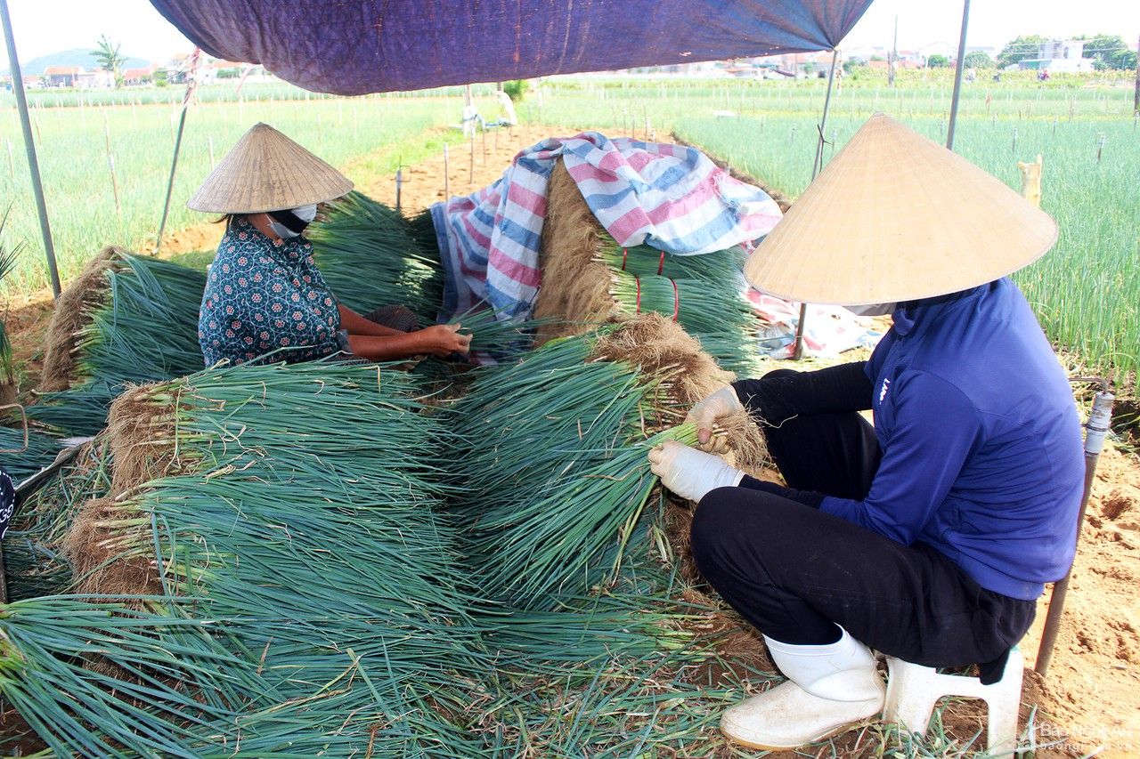 Rau màu Quỳnh Lưu chịu cảnh 