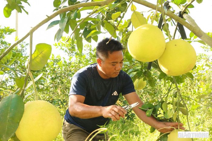 Bưởi Phúc Trạch chín vàng, chủ vườn "ngồi trên đống lửa"... chờ giải cứu