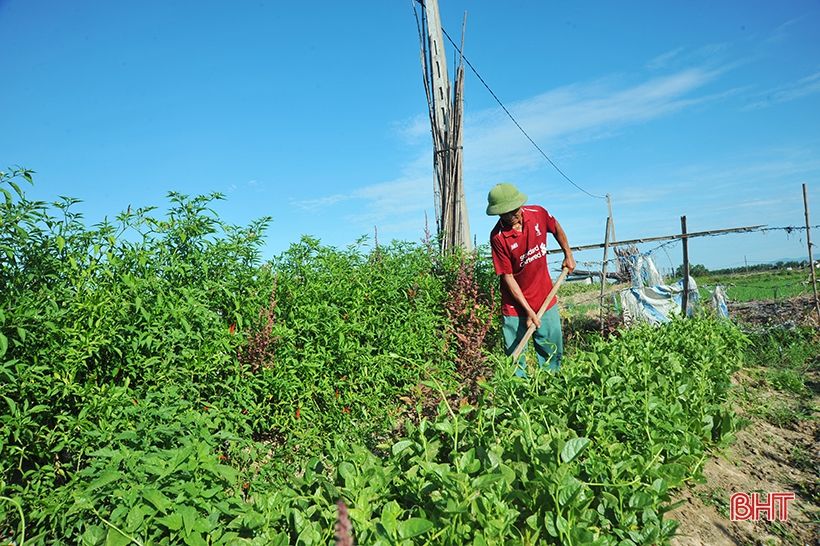 Cộng đồng dân cư giám sát truy xuất nguồn gốc sản xuất rau ở xã nông thôn mới kiểu mẫu Hà Tĩnh