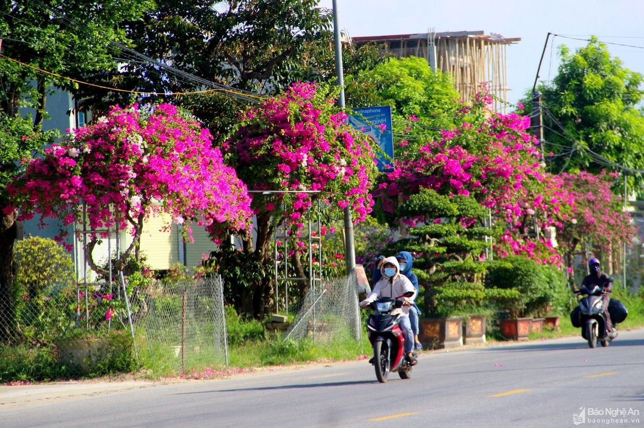 Hoa giấy rực rỡ dưới cái nắng thành Vinh 