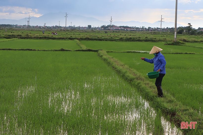 Nông dân xứ Cẩm hối hả tỉa dặm, chăm sóc lúa hè thu