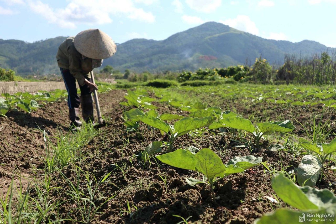 Cây đặc sản chết rũ ngoài đồng, nông dân Nghệ An thất thu tiền tỷ