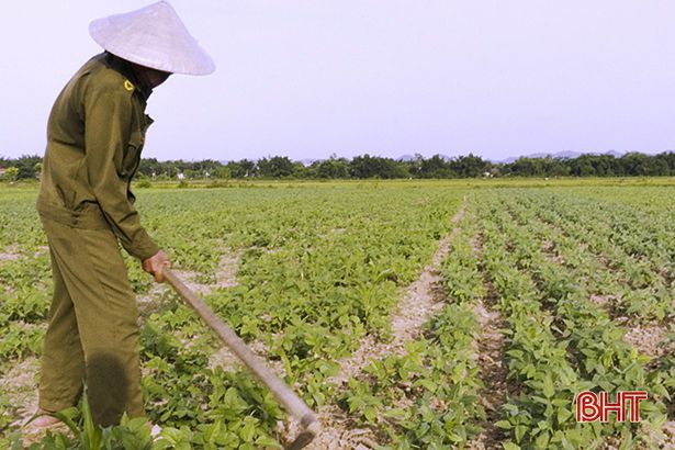 Hà Tĩnh: Người dân Đức Thọ “bám đồng” trỉa đậu, chăm lạc