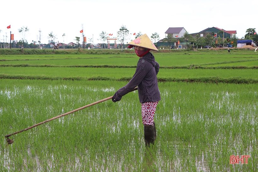 Nông dân xứ Cẩm hối hả tỉa dặm, chăm sóc lúa hè thu