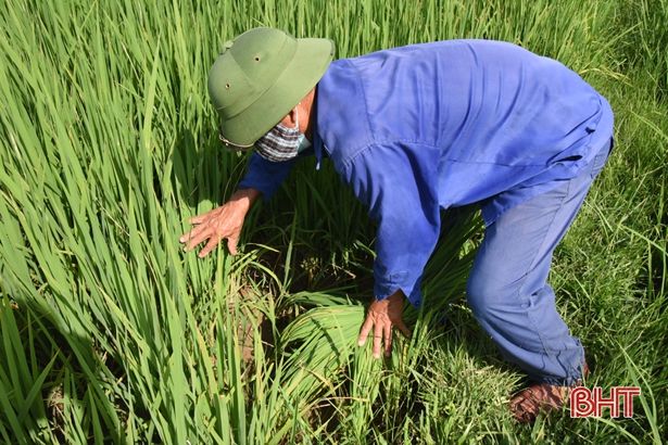 Kênh chính xuống cấp, hàng trăm ha đất lúa hè thu ở Lộc Hà bị ảnh hưởng