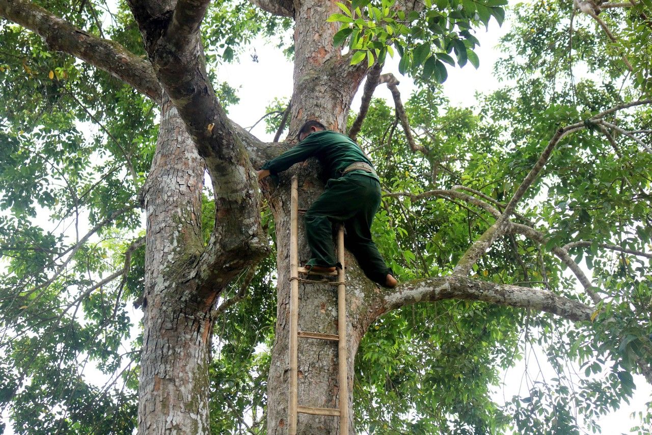 Chênh vênh nghề trèo trám