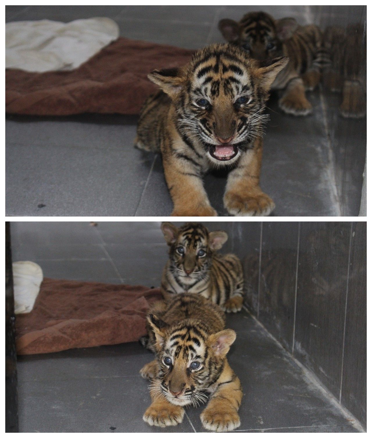 Nghệ An: Siết chặt hoạt động mua bán, nuôi nhốt động vật hoang dã trái phép