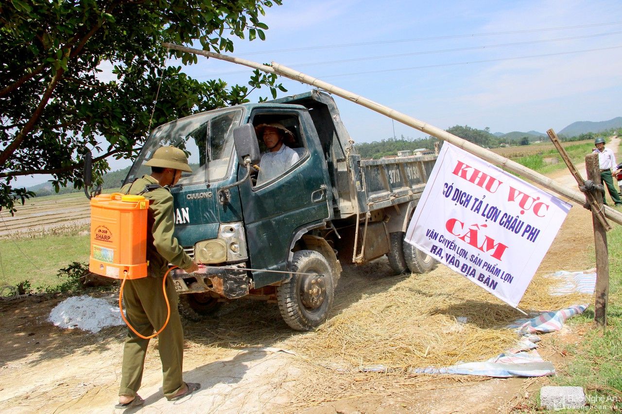 Nghệ An cơ bản khống chế dịch tả lợn châu Phi