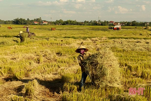 Xã đầu tiên ở Hà Tĩnh thu hoạch lúa hè thu diện rộng