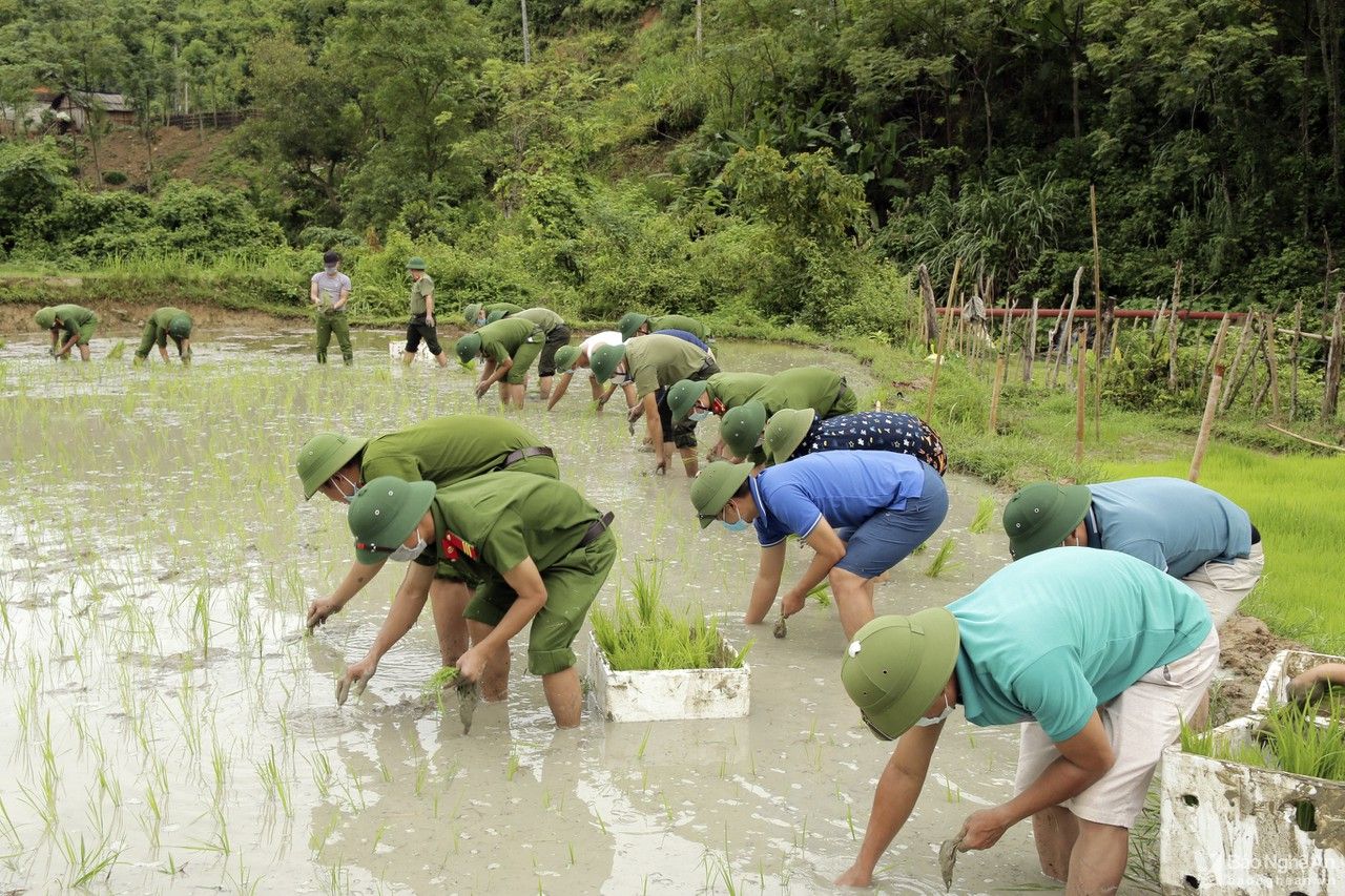 Các lực lượng giúp người dân vùng tâm dịch Tương Dương cấy lúa