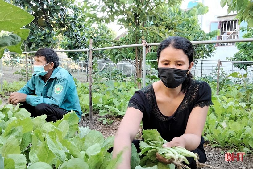 Bỏ nghề phụ hồ, đầu tư làm vườn mẫu xanh tốt quanh năm