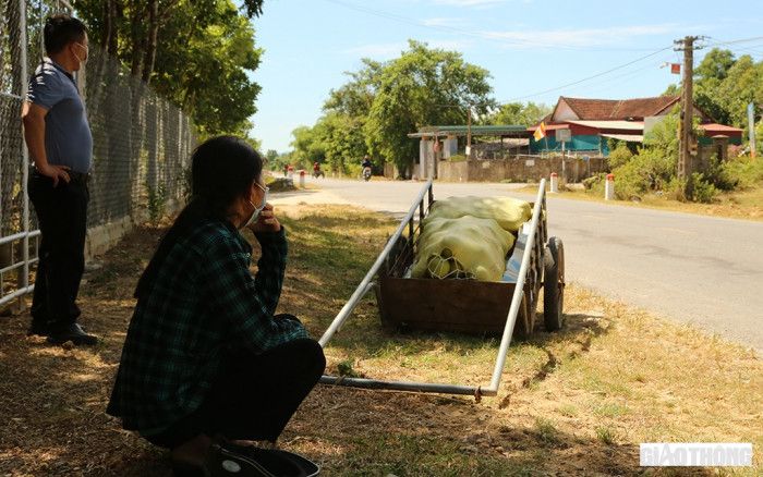 Bưởi Phúc Trạch chín vàng, chủ vườn "ngồi trên đống lửa"... chờ giải cứu