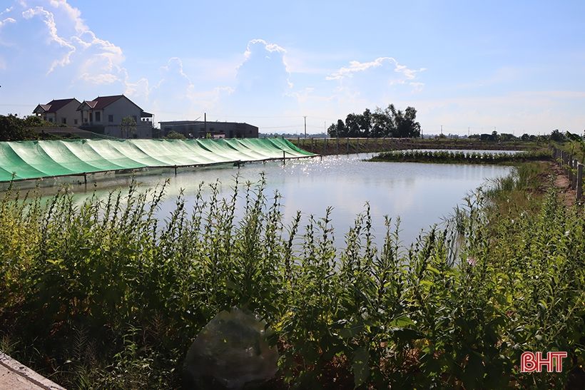 Nông dân xứ Cẩm “biến” ruộng xấu thành mô hình 4 tầng nấc, hứa hẹn hiệu quả cao